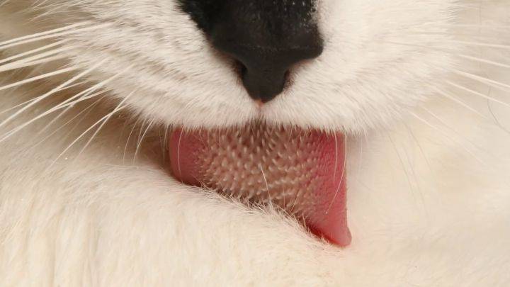 고양이 집사만 아는 고양이 혀의 비밀 (최신연구) | 인스티즈