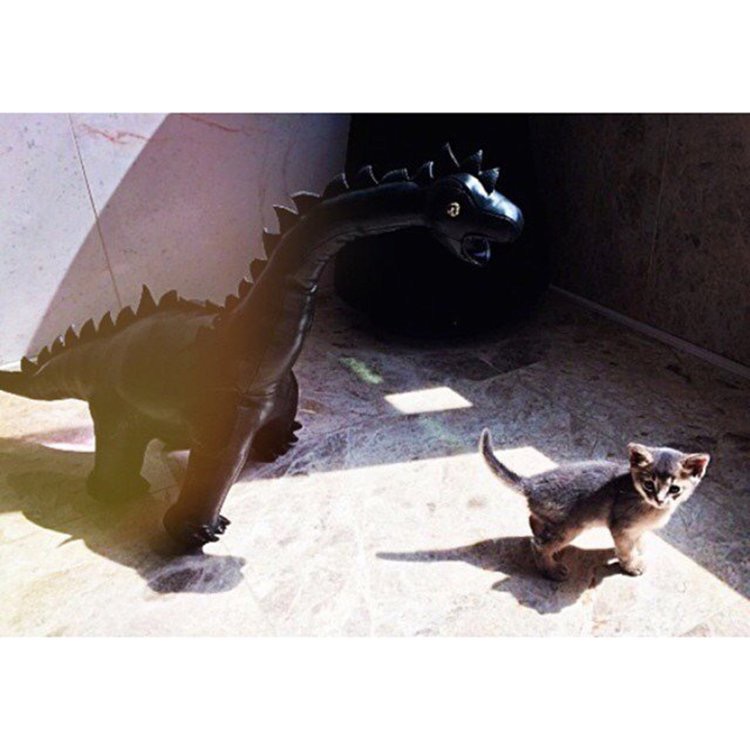 지디 고양이도 지디 오랜만에 보나봐 ㅋㅋㅋㅋ | 인스티즈