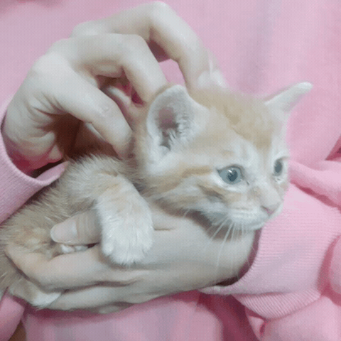 우리집 고양이 크기변화봐 ㅋㅋㅋㅋㅋㅋㅋㅋㅋㅋ | 인스티즈