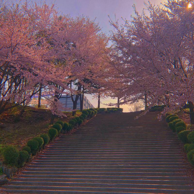 벚꽃 계단 사진!!!! 40 | 인스티즈
