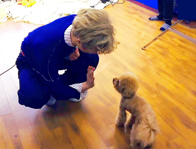 투바투네 푸들 보러오세요 | 인스티즈