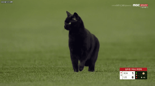 [잡담] 가끔 야구장에 고양이도 들어오는데 | 인스티즈