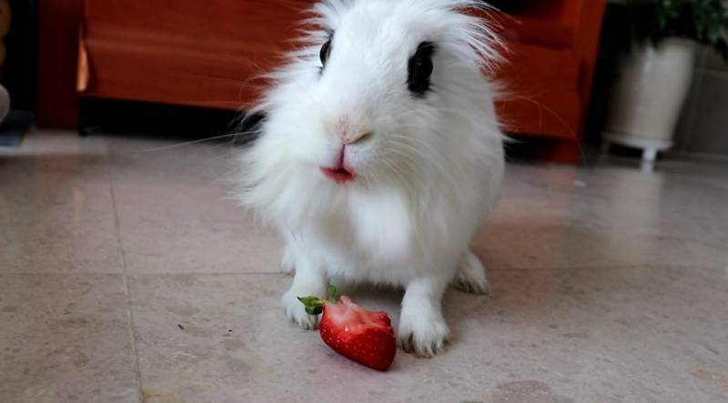 립스틱 바른것 같은 딸기 먹는 토끼 | 인스티즈