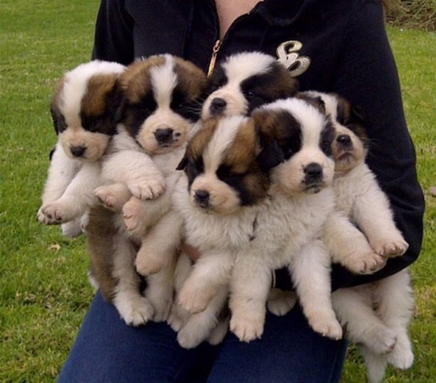 이거 엔시티드림 캐해가능한 짤이다 | 인스티즈