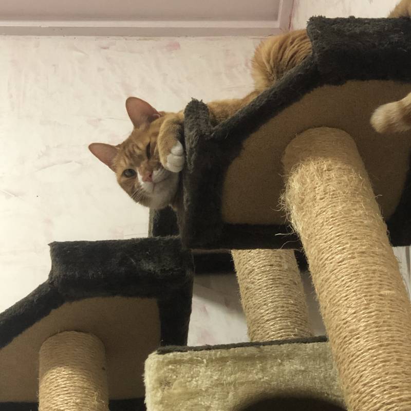우리집 고양이 캣타워 위에서 나 쳐다봐 | 인스티즈