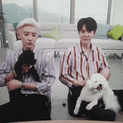 찬열이네 강아지보다 남의 집 강아지가 찬열이 말 더 잘 들어 | 인스티즈