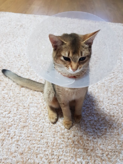 #강오리_생일축하해 #Happy_Ori_Day | 인스티즈