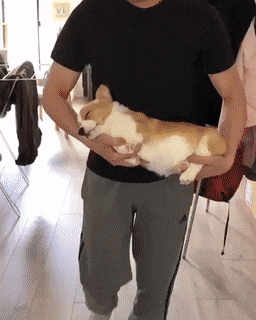 무조건 힐링되는 댕냥이짤털 | 인스티즈