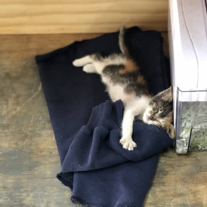 저번에 애기고양이 사진 올린적 있는데 이 애기가 벌써 이만큼 컸어!!!🐱🐱 | 인스티즈