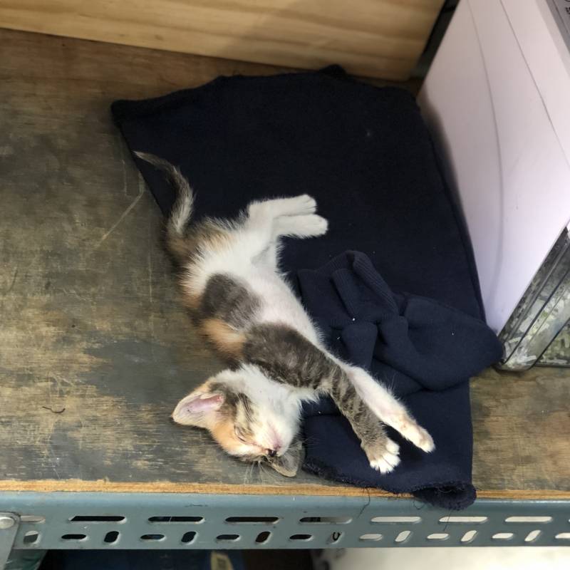 저번에 애기고양이 사진 올린적 있는데 이 애기가 벌써 이만큼 컸어!!!🐱🐱 | 인스티즈