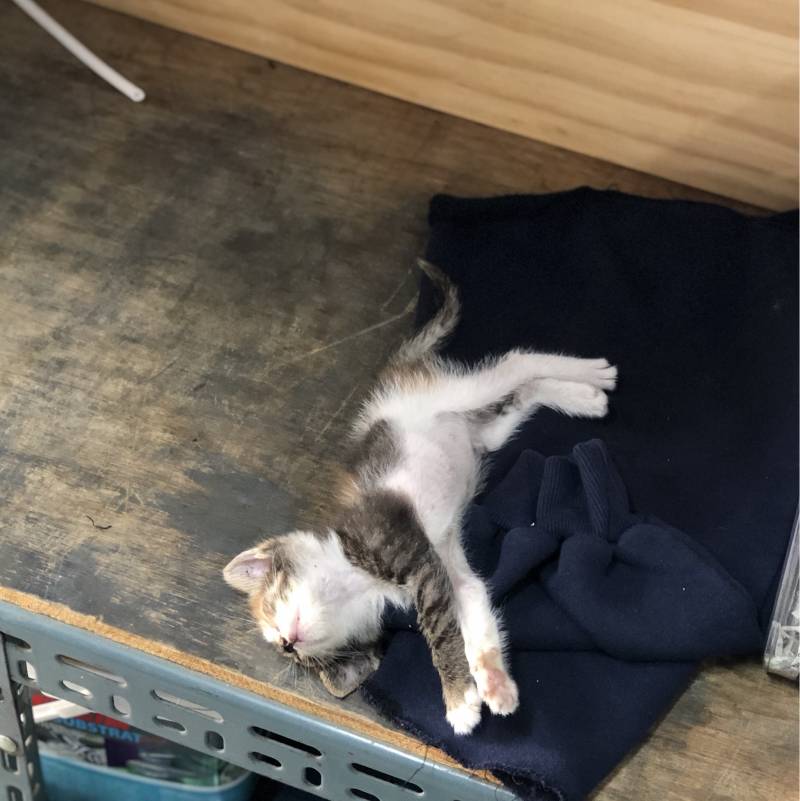 저번에 애기고양이 사진 올린적 있는데 이 애기가 벌써 이만큼 컸어!!!🐱🐱 | 인스티즈