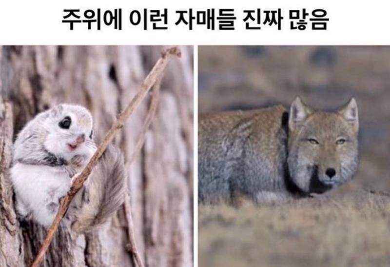 자매익인들ㅋㅋㅋ누가 사막여우야 | 인스티즈