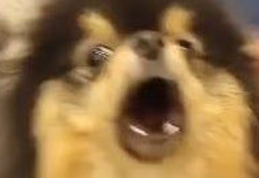 나뚜 저화질짤 보여줄래!!!!!!빼액!!!!!!! | 인스티즈