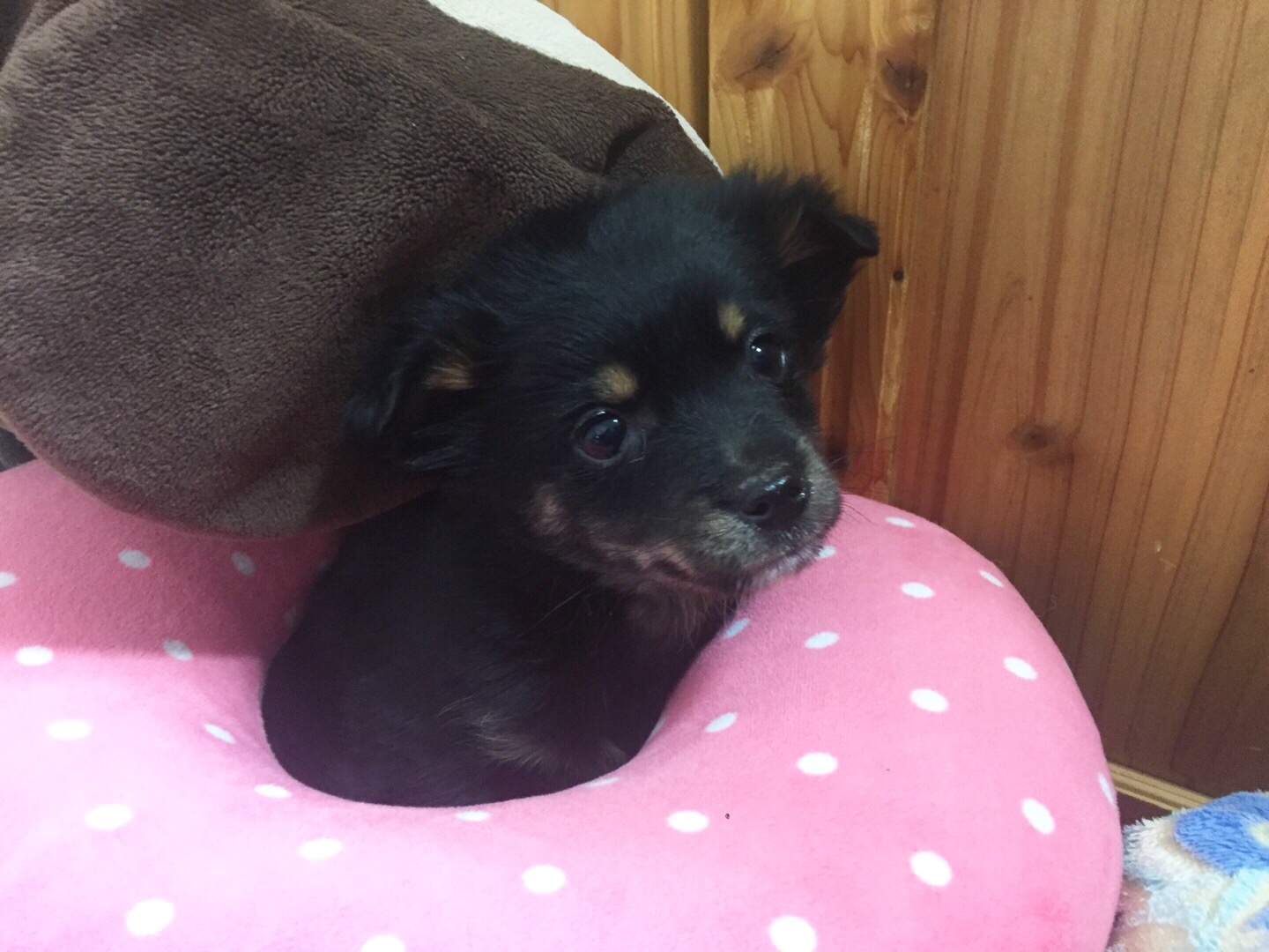 우리 집 몽몽이는 세상에 하나밖에 없눈 믹스야 40 | 인스티즈