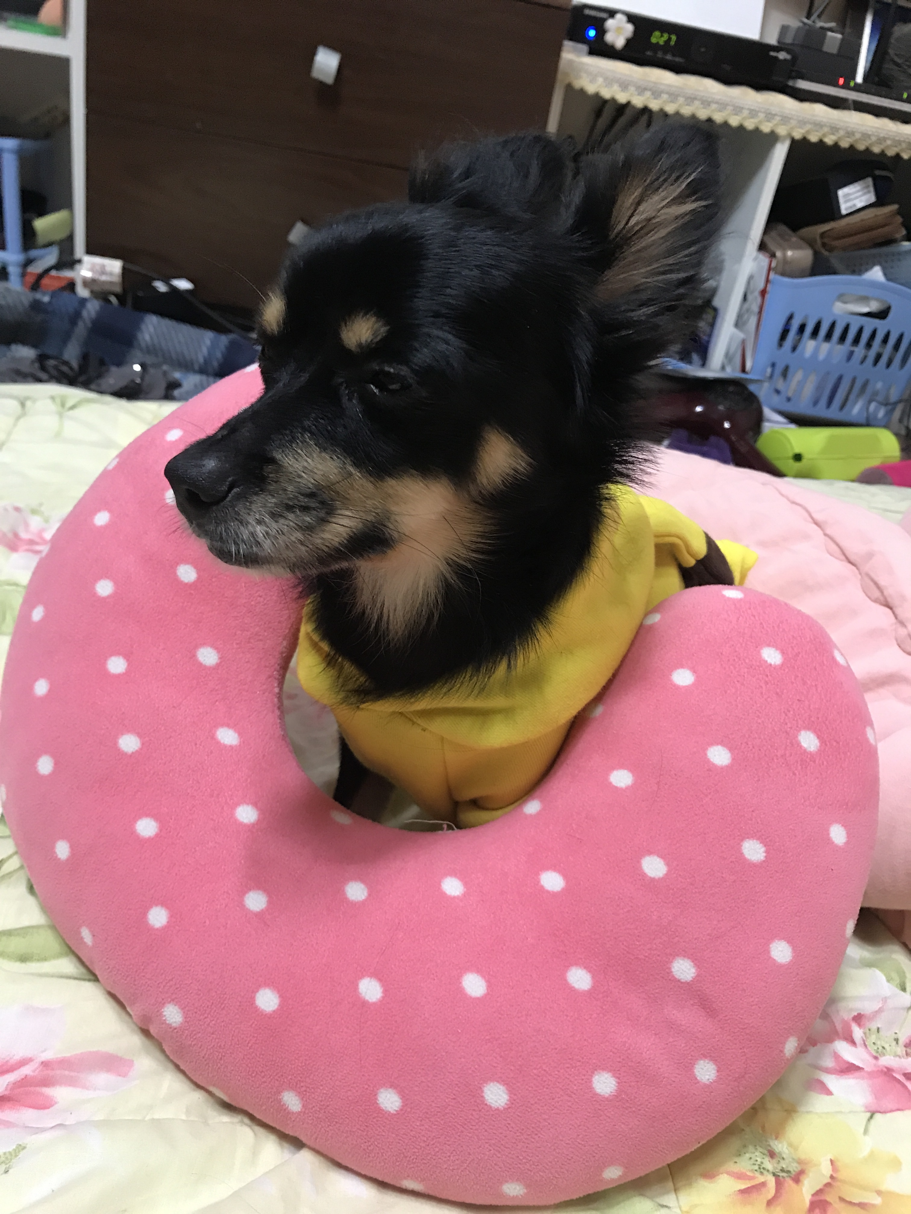 우리 집 몽몽이는 세상에 하나밖에 없눈 믹스야 40 | 인스티즈