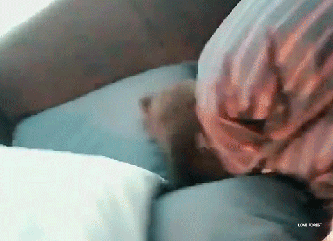 용맹한 아기드릴 김연탄.... 🐶 | 인스티즈