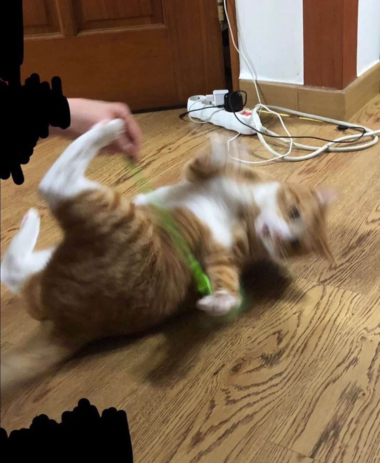 본진이랑 야옹이랑 투샷 | 인스티즈