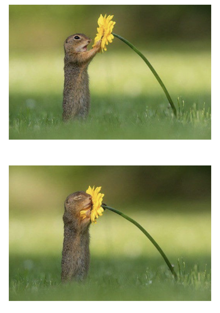 사진작가가 찍은 꽃향기 맡는 다람쥐.jpg | 인스티즈