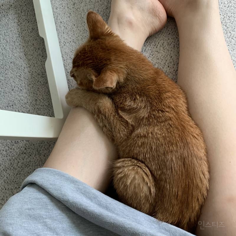 아 나 진짜 오늘 공부하려고 했는데 못하겠다 40 | 인스티즈