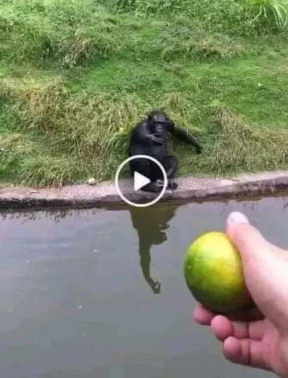 헐 이거 원숭이 사냥법이래ㄷㄷ | 인스티즈