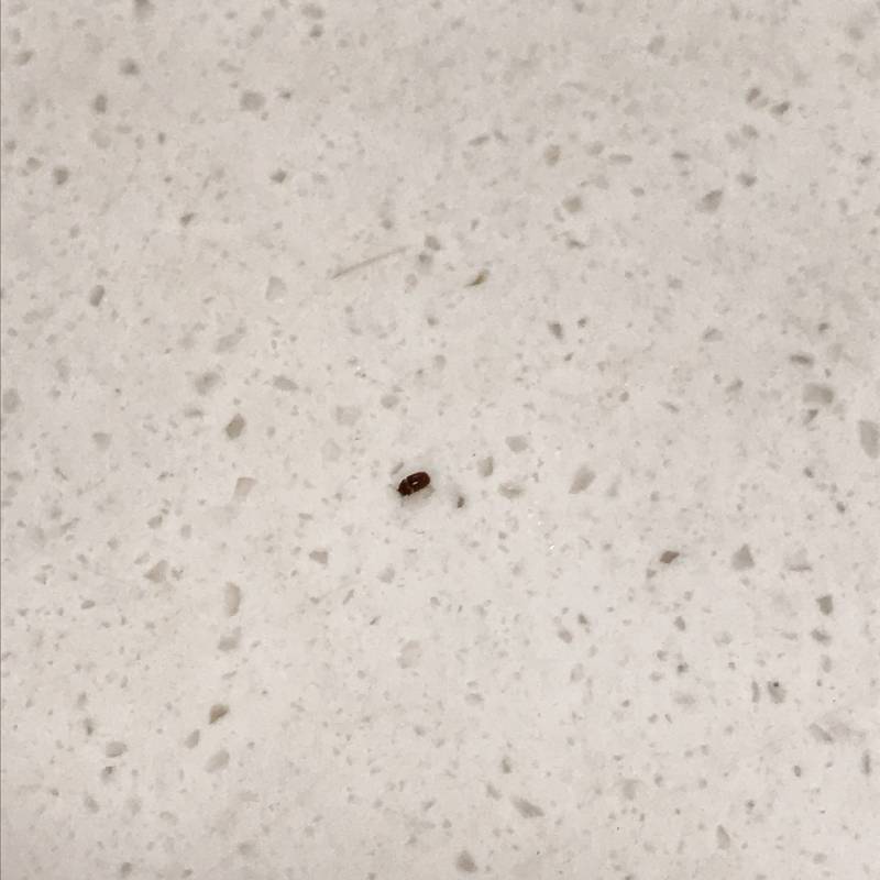 이 벌레 정체 뭔지 아는 사람 ..별로 안징그러웡 | 인스티즈