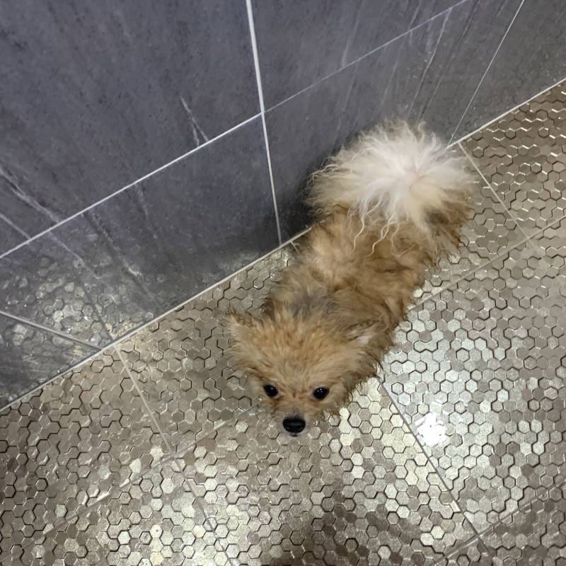 우리집 강아지 목욕 후 털말리기 전과 후 | 인스티즈