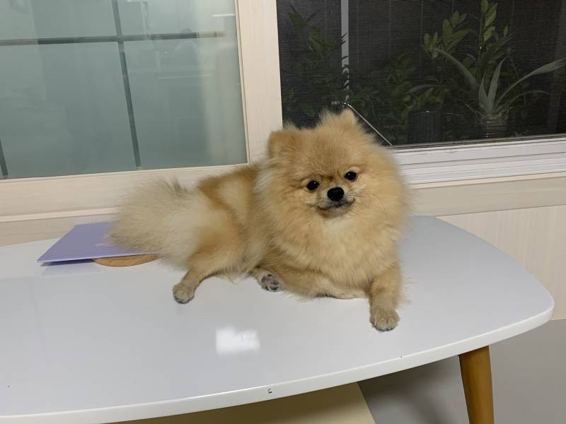 우리집 강아지 목욕 후 털말리기 전과 후 | 인스티즈