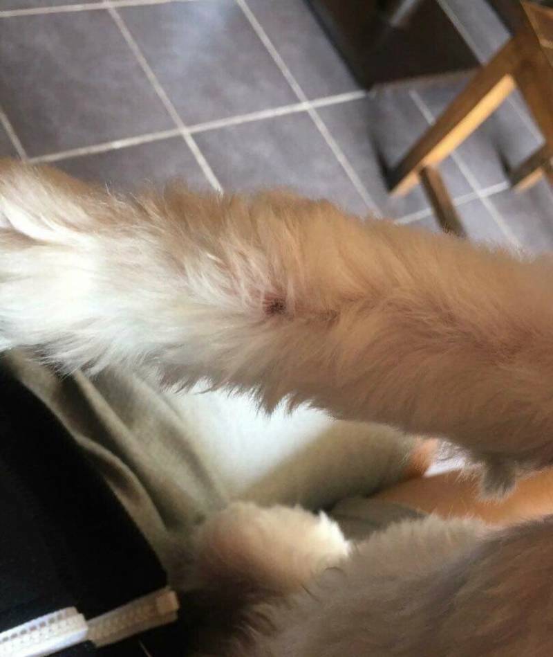 어떤 초딩이 강아지한테 비비탄 총 쏴서 주인이 뺨 때린거 어떻게 생각함?? | 인스티즈