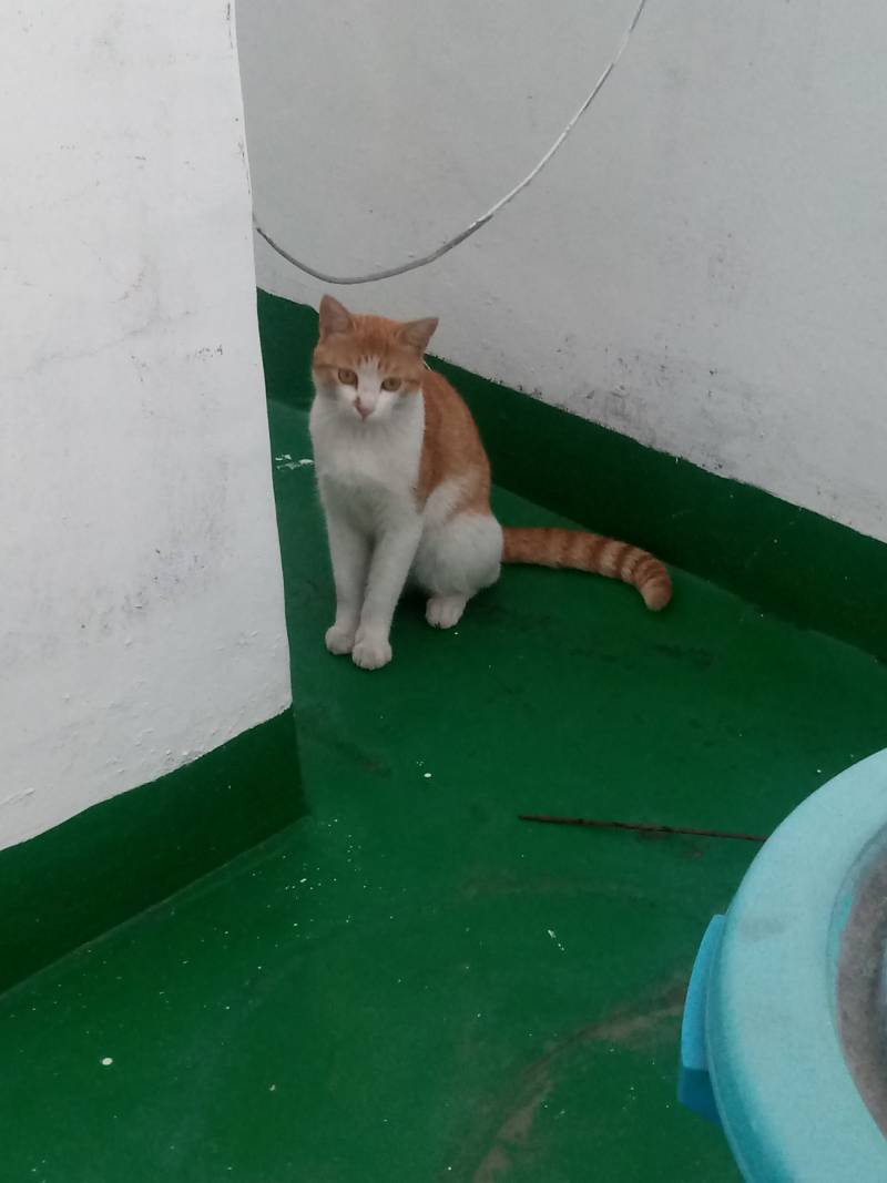 우리집 맨날 오는 길냥이 있는데 자꾸 나 때린다ㅠ | 인스티즈