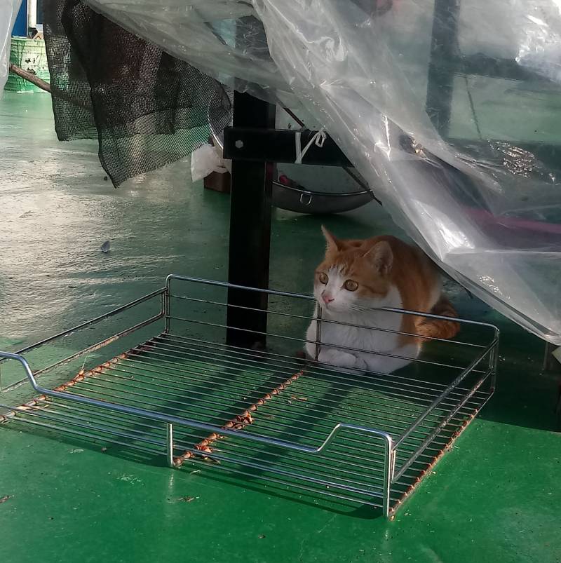 우리집 맨날 오는 길냥이 있는데 자꾸 나 때린다ㅠ | 인스티즈