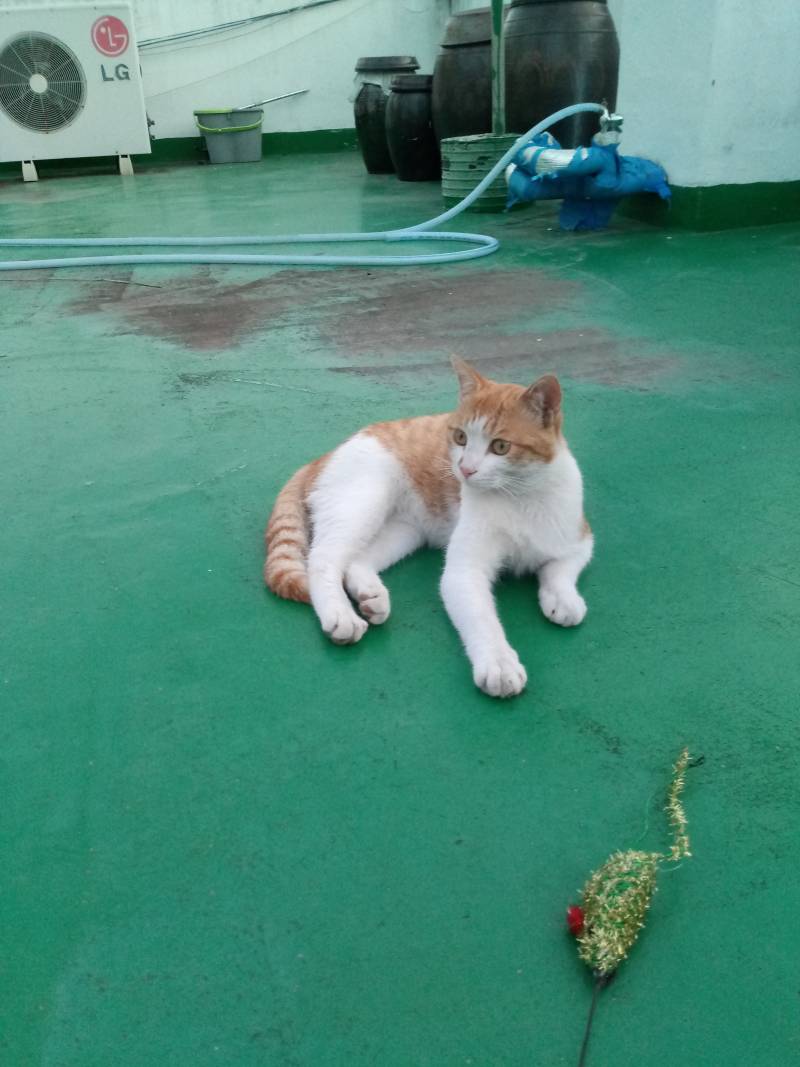 우리집 맨날 오는 길냥이 있는데 자꾸 나 때린다ㅠ | 인스티즈