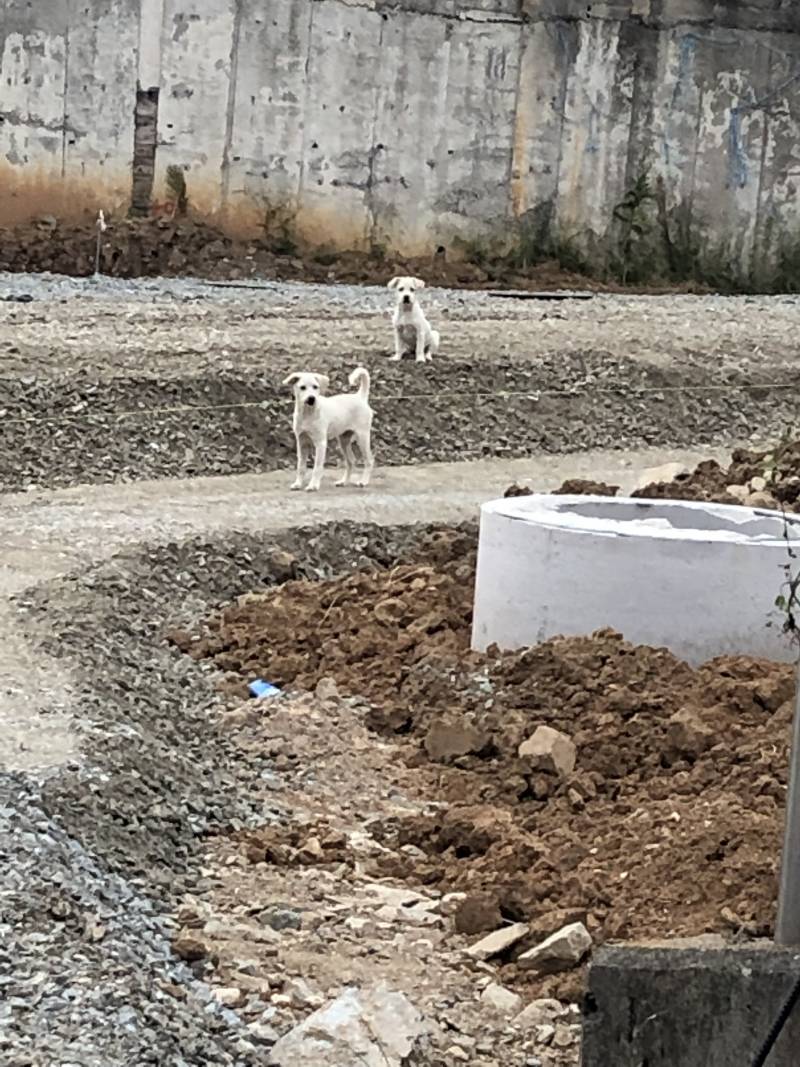 애기들인데 주인 있겠지?? | 인스티즈