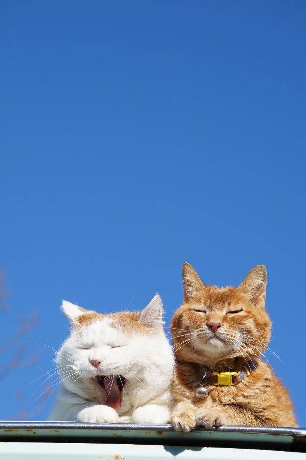 카톡배사 뭐하지 | 인스티즈