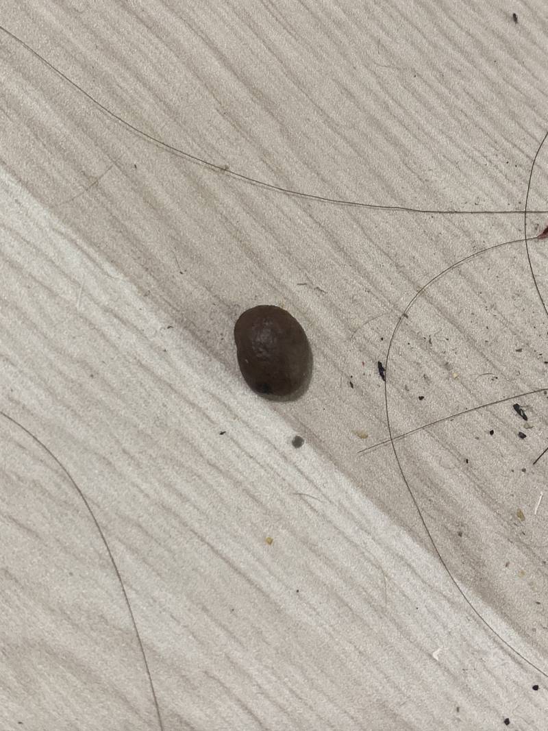 이거 바퀴벌레 알같아? | 인스티즈