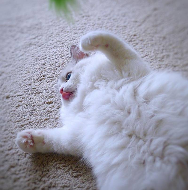 이 고양이의 이름을 지어주세요 | 인스티즈