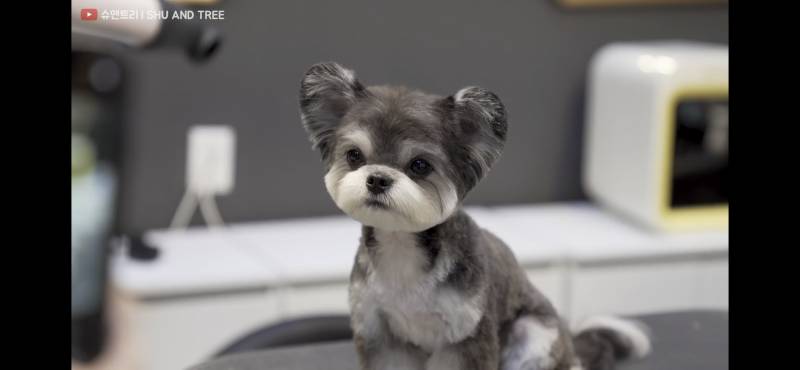 이 강아지 무슨 종이야? | 인스티즈