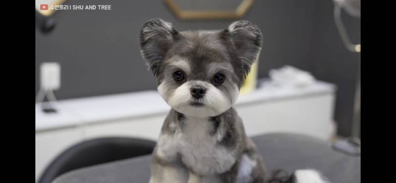 이 강아지 무슨 종이야? | 인스티즈