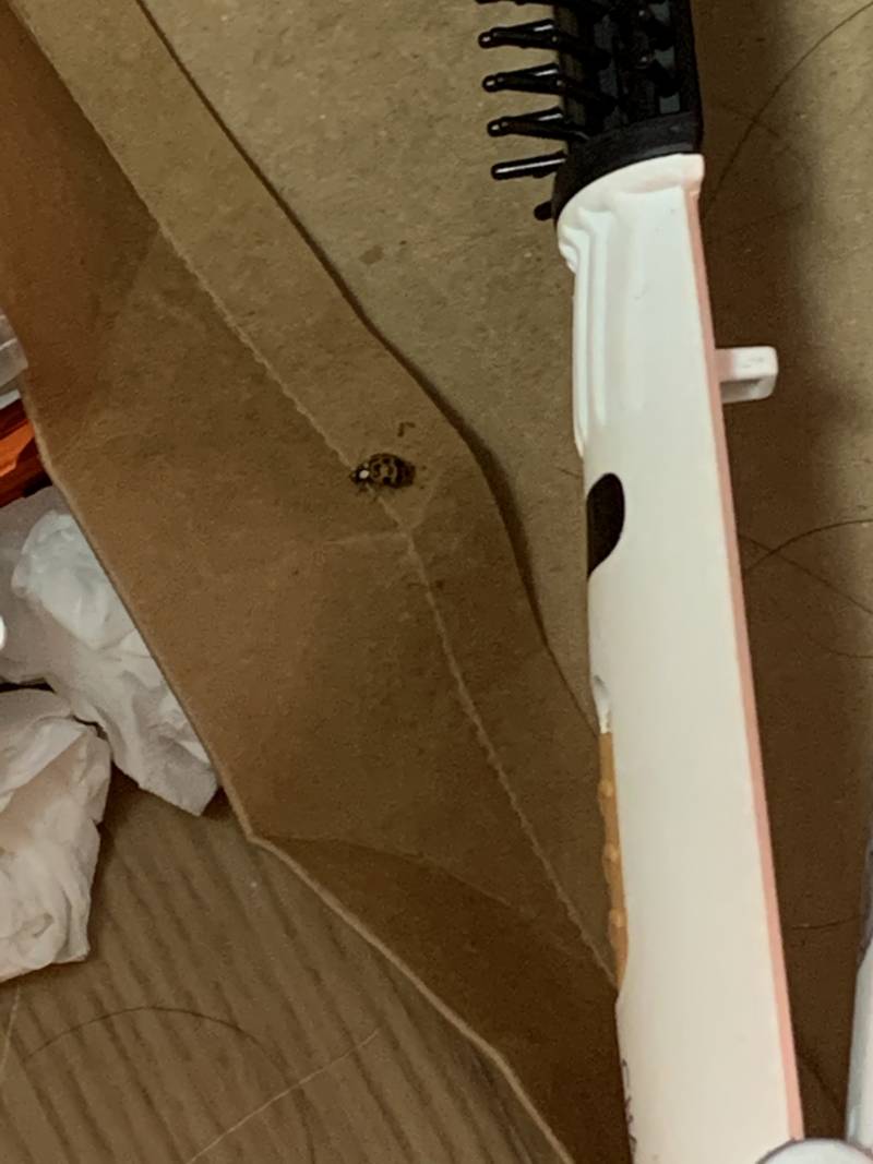 이거 무당벌레야??? | 인스티즈