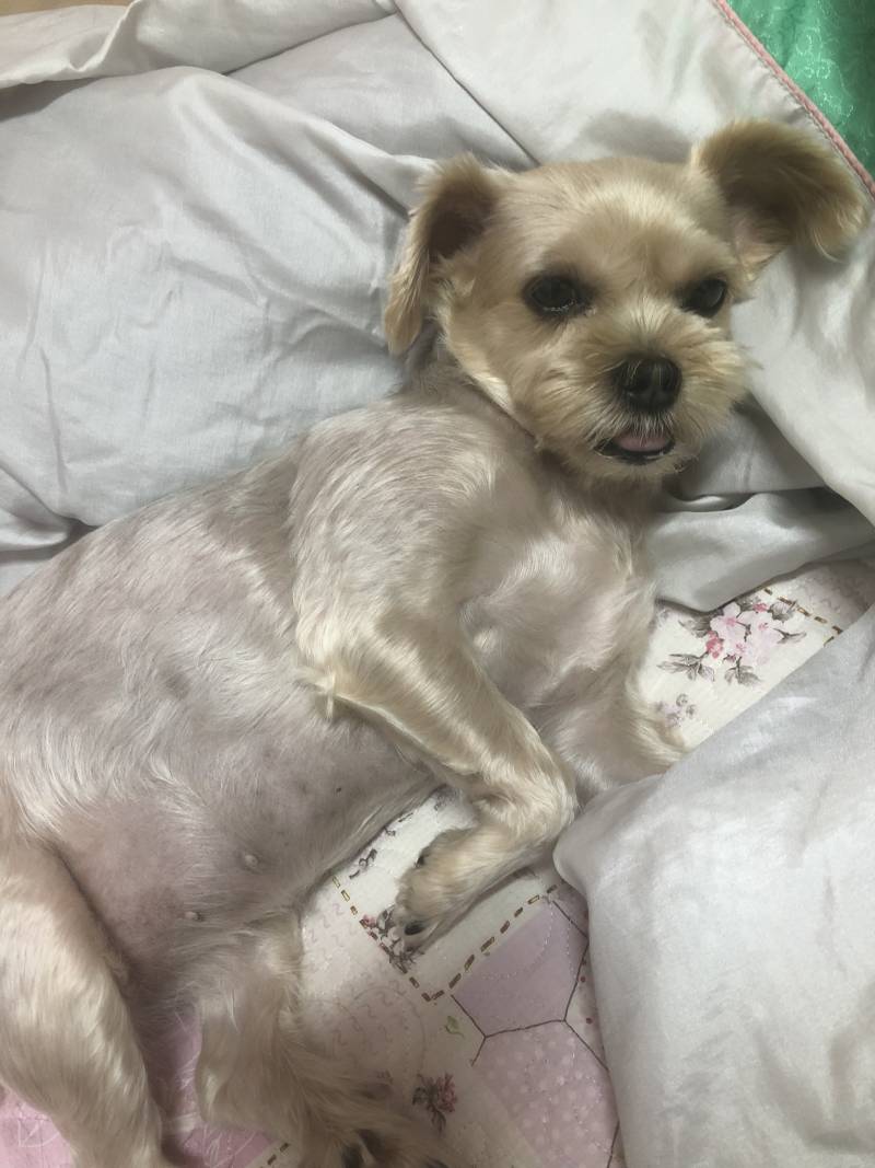 우리 강아지 비만이지 않아? | 인스티즈