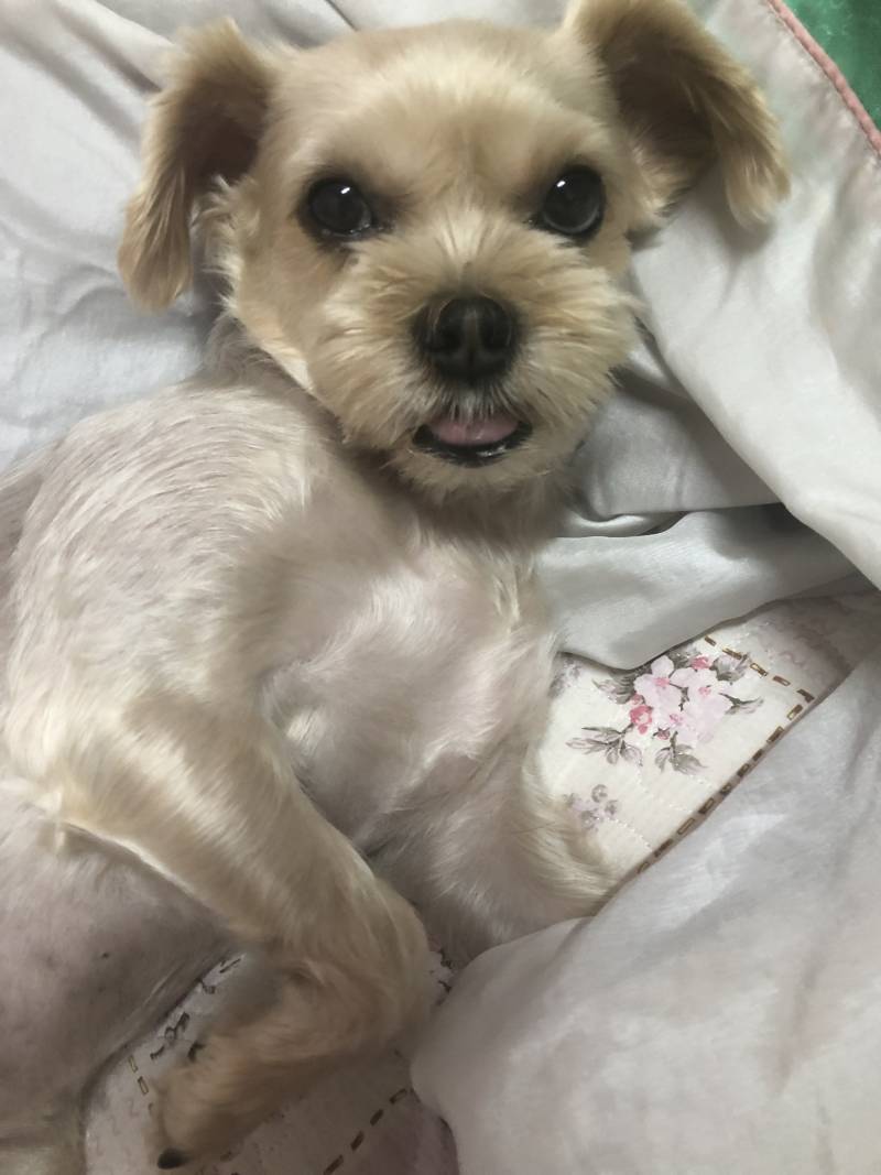 우리 강아지 보고가 | 인스티즈