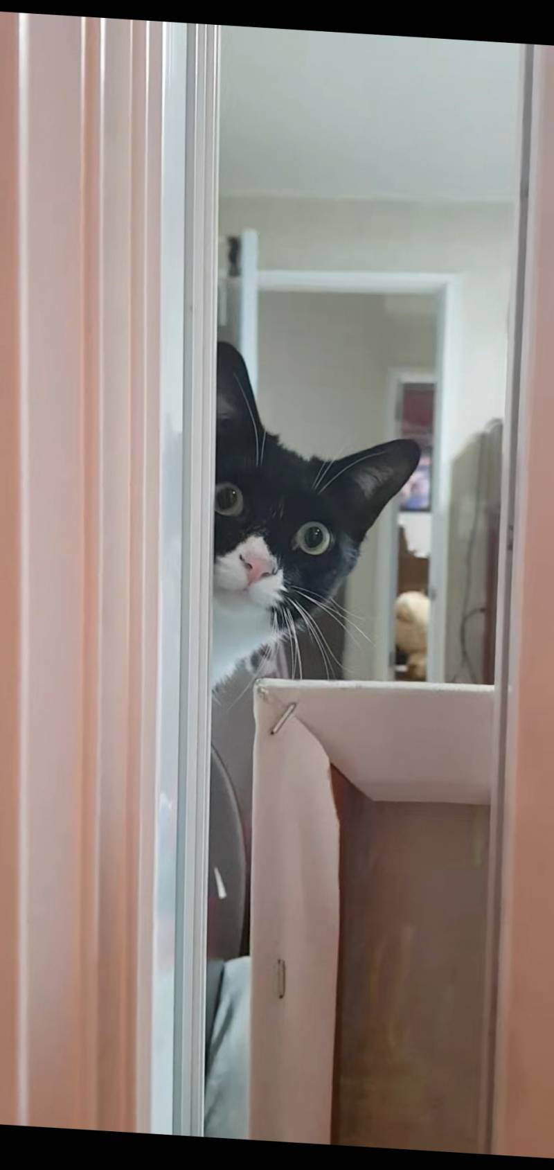 내가 일본 불매하면서 딱하나 불매하지 못하는것 | 인스티즈