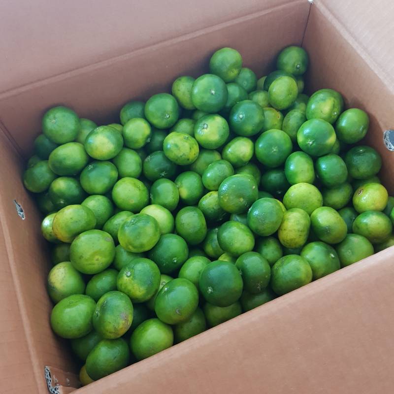 아닠ㅋㅋㅋㅋㅋ 인터넷에서 귤 시켰는데 | 인스티즈