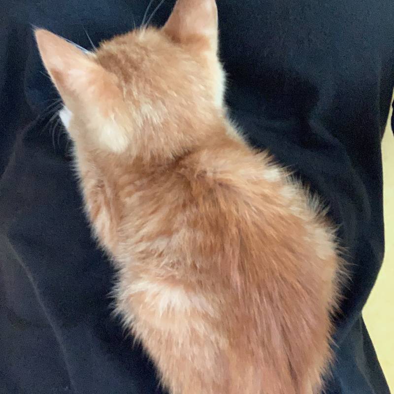 🚨아 진짜ㅜ제발 주변 지인이라도 고양이 임보나 입양 원하는 사람 없을까 | 인스티즈