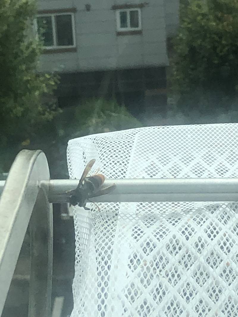 우리집 밖에 말벌이 계속 돌아다니거든,,? 이거 집지을랴능거여?? | 인스티즈