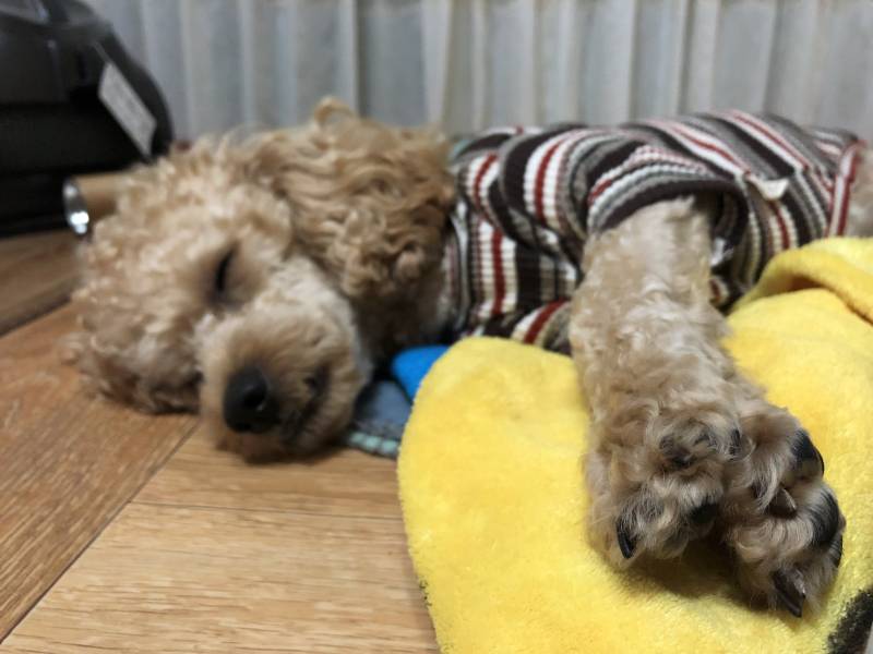 자는 모습이 너무 귀여워서 | 인스티즈