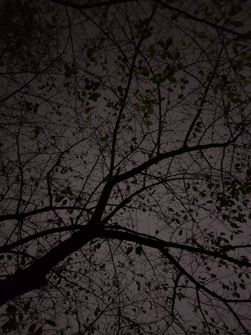 나뭇가지 사이 하늘 | 인스티즈