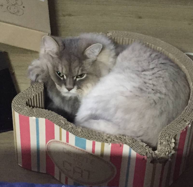 우리냥이 박스같은거 사줬더니 엄청 잘논다ㅋㅋ40 | 인스티즈