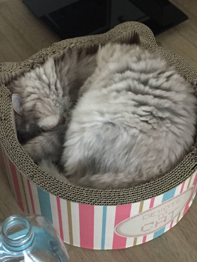 우리냥이 박스같은거 사줬더니 엄청 잘논다ㅋㅋ40 | 인스티즈