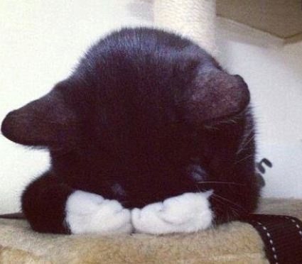 케이 이거 진짜 고양이같지않아??ㅋㅋㅋㅋㅋ | 인스티즈