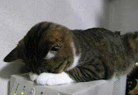 케이 이거 진짜 고양이같지않아??ㅋㅋㅋㅋㅋ | 인스티즈